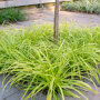Limegroene zegge - Carex oshimensis 'Everlime'